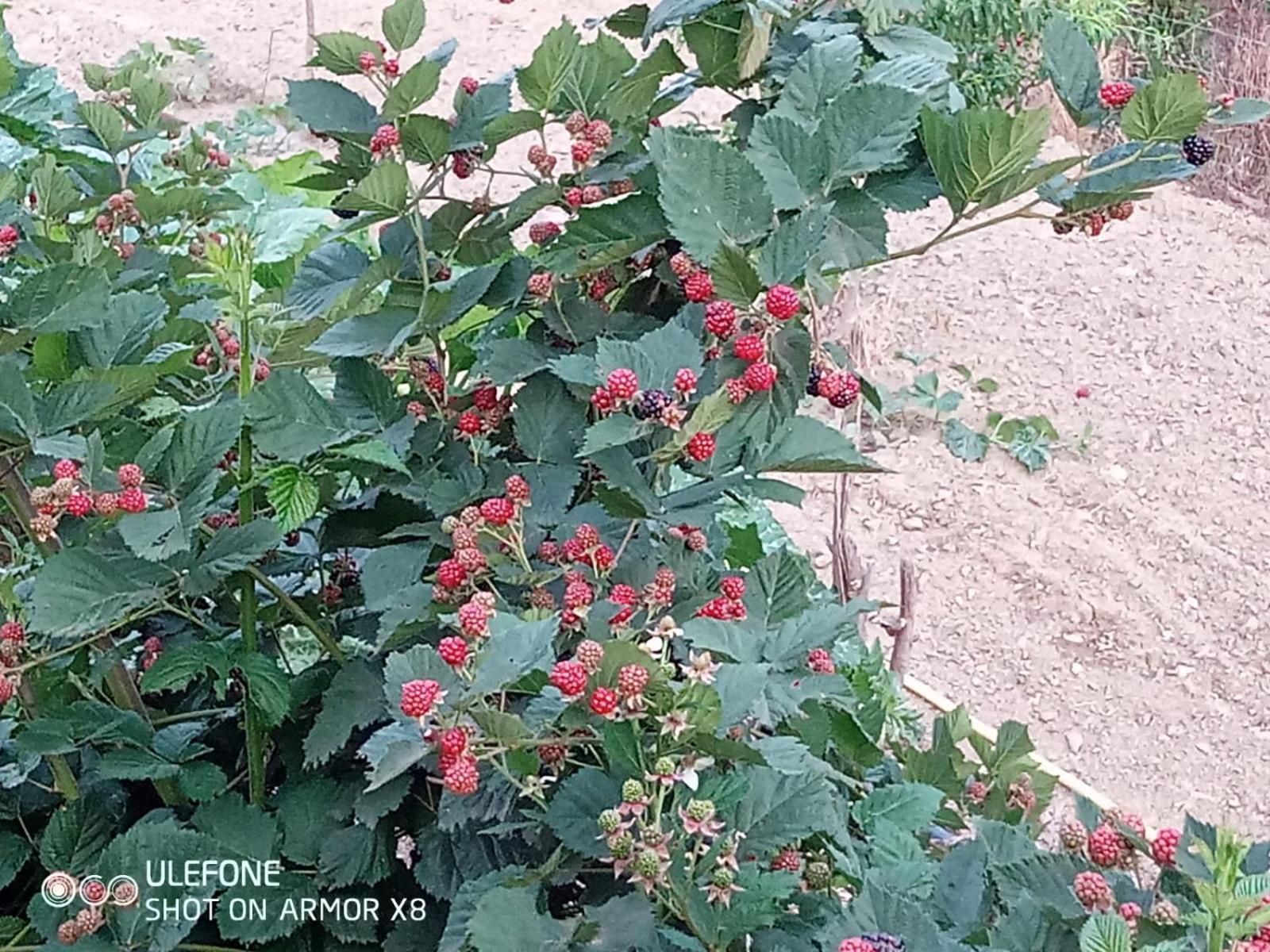 Agriturismo A Canonica การ์เลนดา ภายนอก รูปภาพ