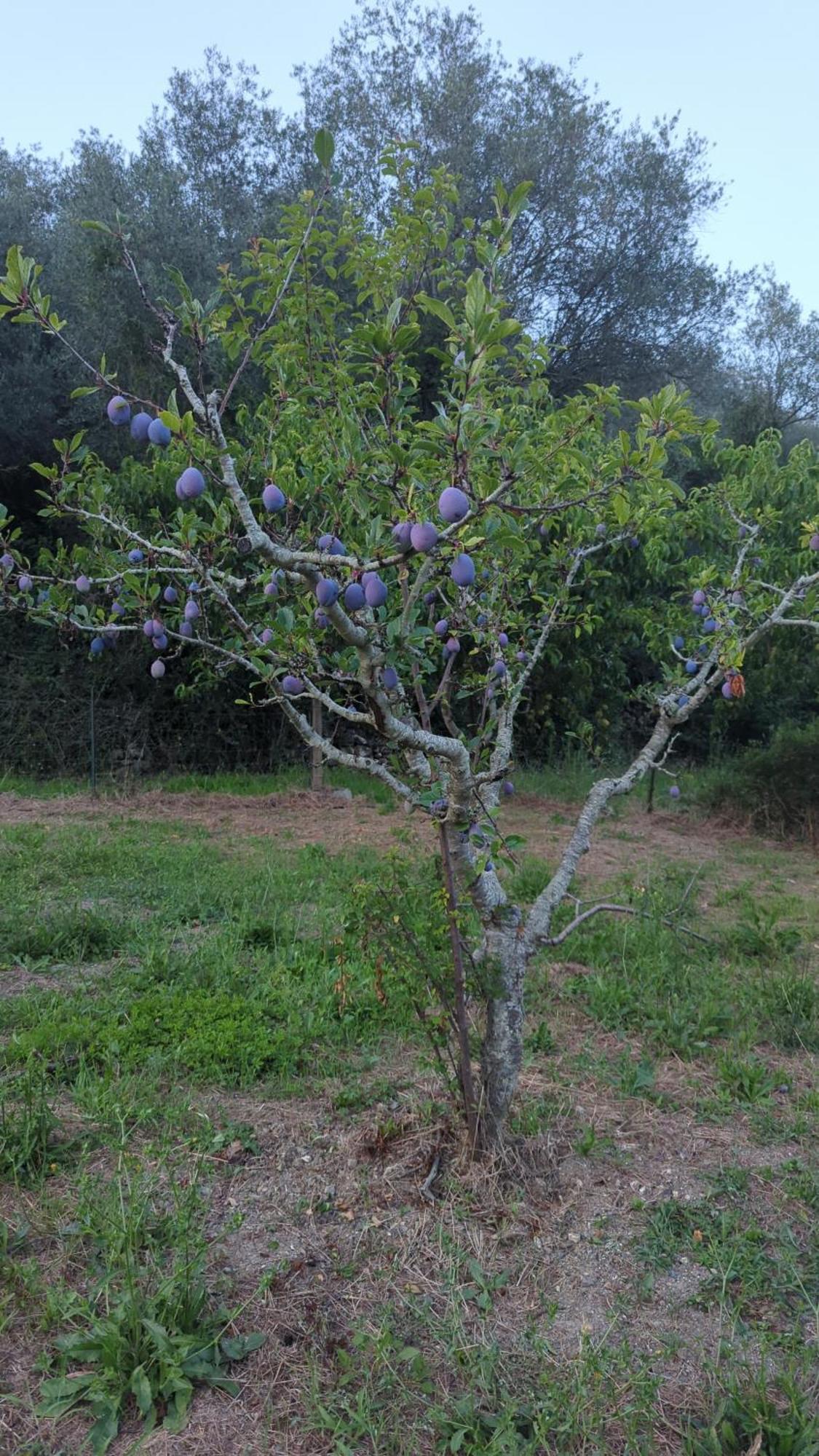 Agriturismo A Canonica การ์เลนดา ภายนอก รูปภาพ