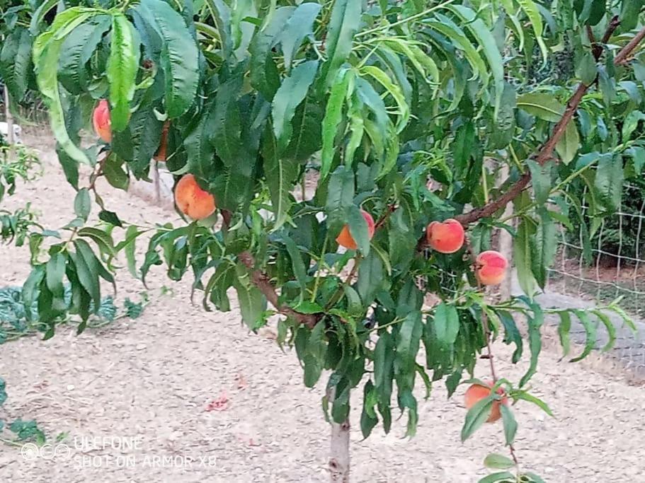 Agriturismo A Canonica การ์เลนดา ภายนอก รูปภาพ